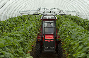 Strawberry growers welcome multiple benefits of new biocontrols applicator 